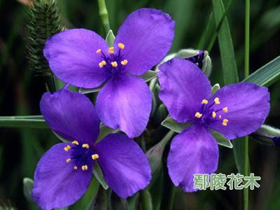 ������νo�m���Ӝ�(�D)