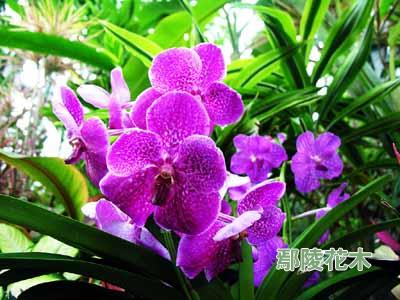 �����ڶ����B(y��ng)ֳ�m��(�D)