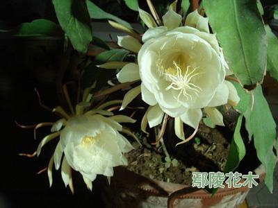 ����ʹ�һ�һ�����_��(�D)