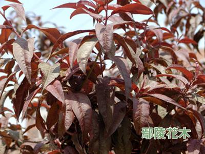 ���~���ﶬǤ�弼�g(sh��)(�D)