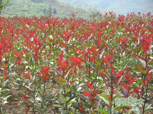 �t�~ʯ骵�Ǥ�弼�g(�D)