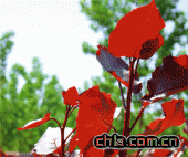 ���A�t�~��