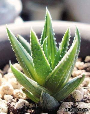 ����׌��_׃���ܰ��С����