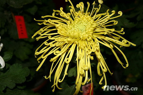 �ջ�Ʒ�N�������P��h