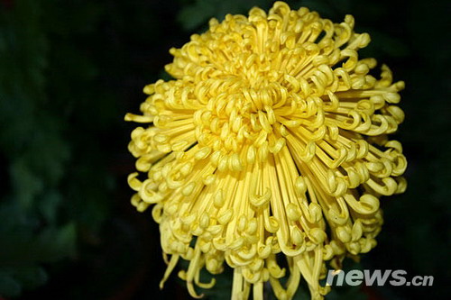 �ջ�Ʒ�N������Ҋ����ѩ