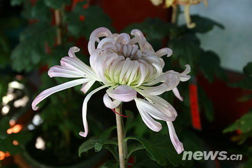 �ջ�Ʒ�N����������{