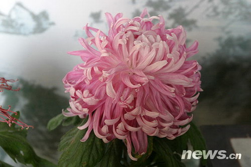 �ջ�Ʒ�N��������