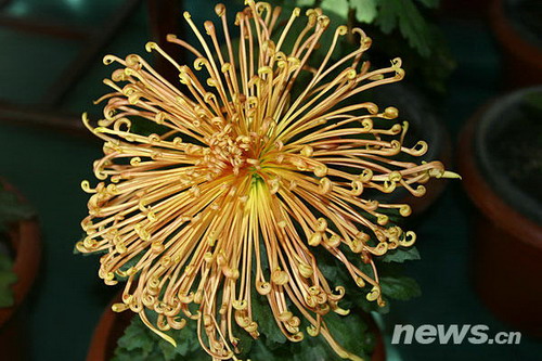 �ջ�Ʒ�N������Ů����