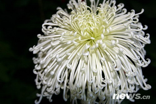 �ջ�Ʒ�N�����������