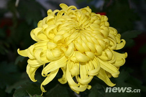 �ջ�Ʒ�N����Խɽѿ��