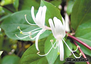 �B������ �������Ӊ���