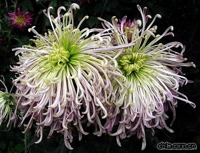 �P�ݱ����ջ�Ʒ�N��ʧ����