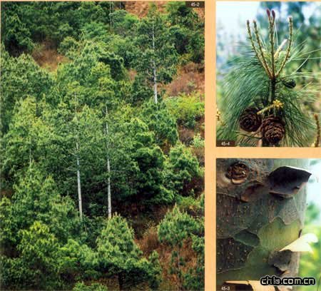 �����ɼ������