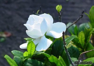 �d�ӻ����x�l��������δ�ʩ