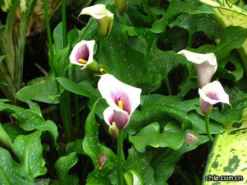 �����R��ɏ�����B�o��(�D)