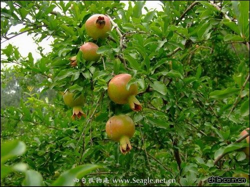 ʯ����＾�B�oҪ�c