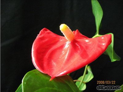 紅掌栽培技術(shù)(圖)