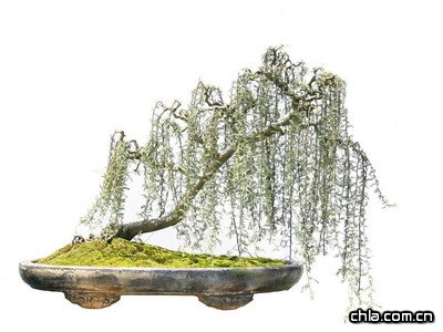 ˮ���辰������ˇ