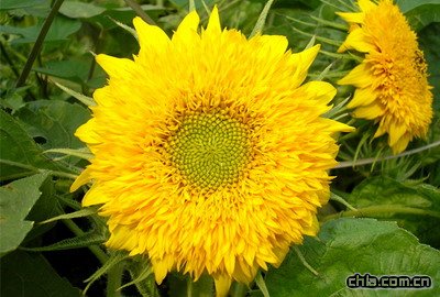 �������տ����B�o����(�D)