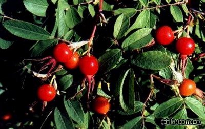 ��õ�Nޱ�G֦Ǥ�己ֳ���g(�D)