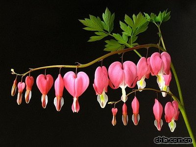 �ɰ�ĵ��Ǥ�己ֳ(�D)