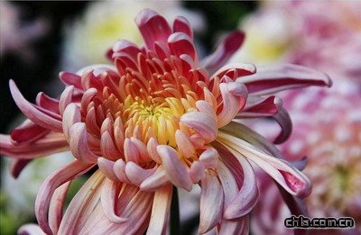 ɰ�����Ǥ��ջ�(�D)