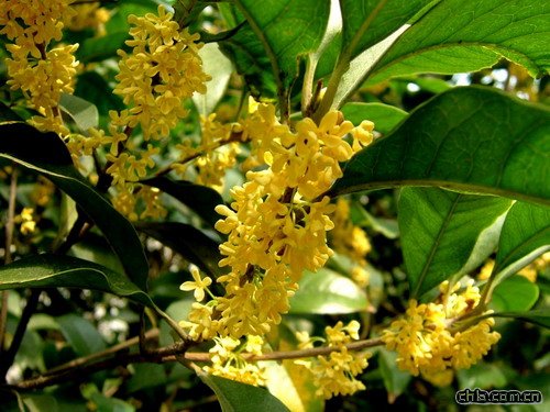 �����������û���(�D)