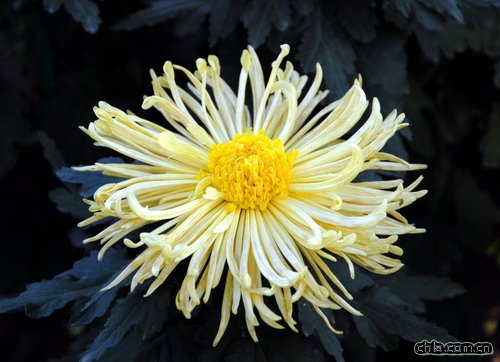 �����������û���(�D)