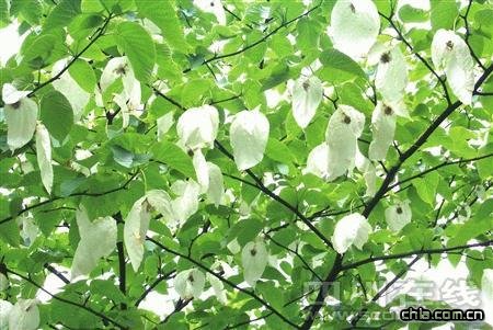 �Ĵ��l�FĿǰ���ȱ��������������ͩ��Ⱥ