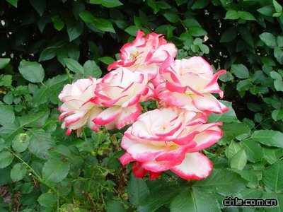 ���b�޵ķ����B��Щ����(�D)