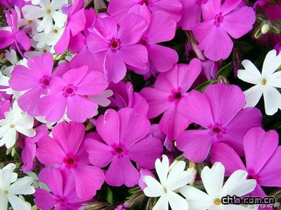 �L�����B�oҪ�c(�D)