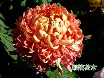 ����B�o���gҪ�c����(�D)