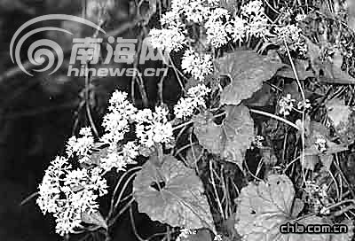 ��ֲ��֡�ޱ�ʾ��h���������ֺ���