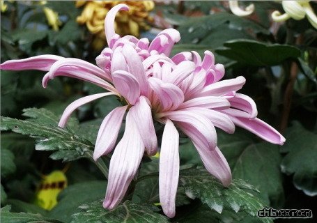 �ջ������ʺ����(�D)