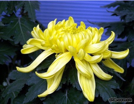 �ջ�����������(�D)