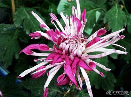 �ջ��������L(f��ng)÷Ӱ(�D)