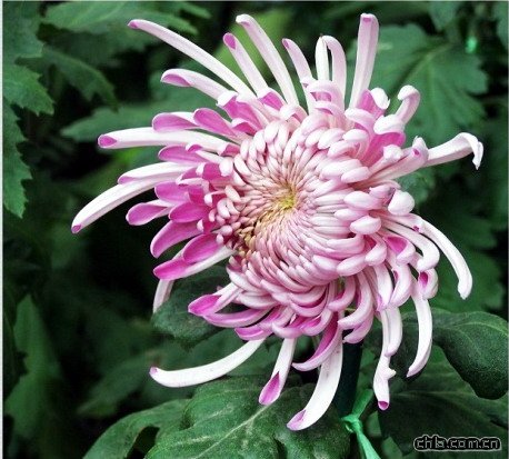 �ջ��������꺬ɳ(�D)