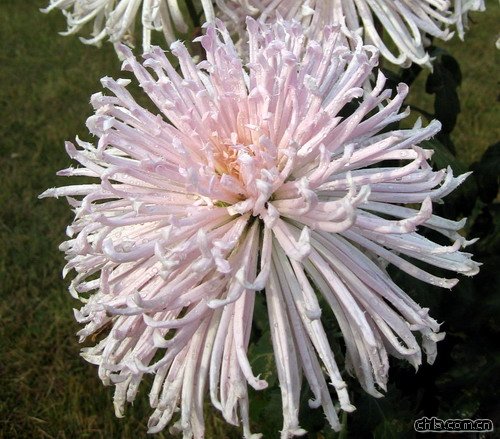 �ջ������y���۴�(�D)