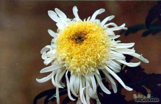 �ջ������y�P�й�(�D)