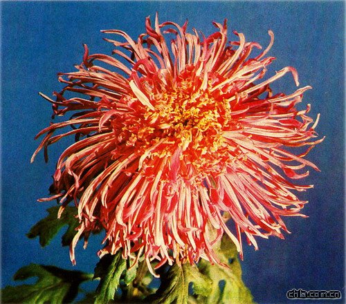 �ջ�����ȸ���й�(�D)