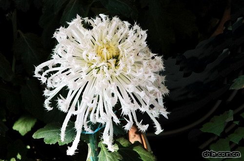 �ջ�������ë��(�D)