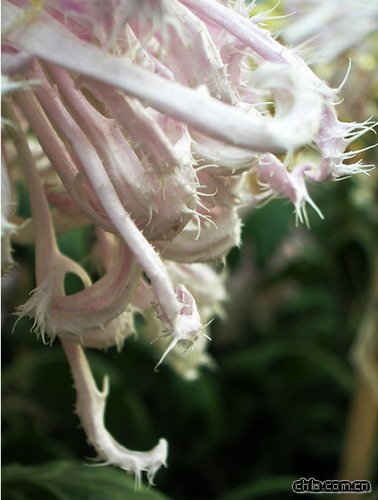 �ջ�����ǧ���^��(�D)