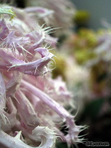 �ջ�����ǧ���^��(�D)