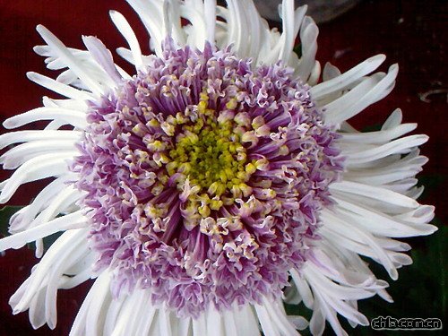 �ջ�������ź�й�(�D)