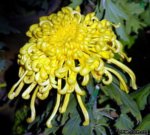 ��ɽ��Ѯ������^�k��չ(�D)