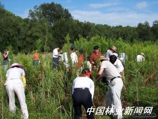 ����ɽ���һ֦�S����и��