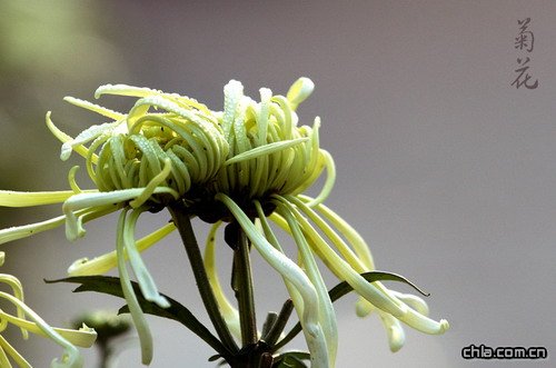 �ջ����Ļ�����(�D)