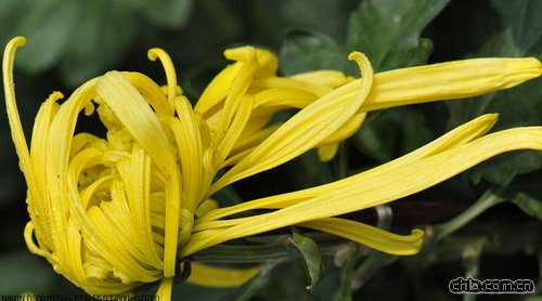 �ջ����Ļ�����(�D)