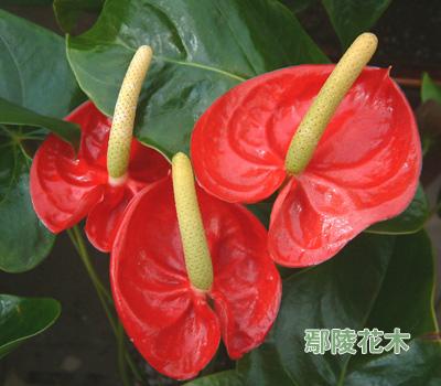 �����B(y��ng)���ļ�(�D)