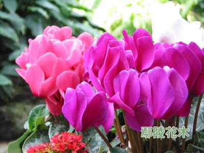 ���������ڹ������g(sh��)(�D)